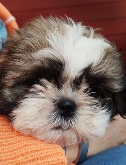 Cleo Shih- Tzu Hündin Welpe - Stuhr