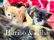 2x Kitten Katzenbaby - Dresden
