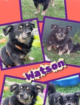 Watson wartet in 91278 Pottenstein! - Nürnberg