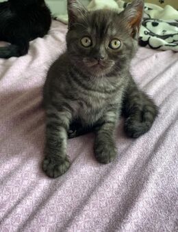 BKH Kitten abgabebereit! - Dinslaken