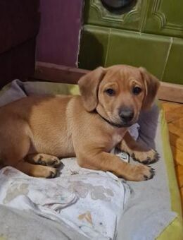 Öcsi sucht sein für immer zu Hause - Schnarup-Thumby