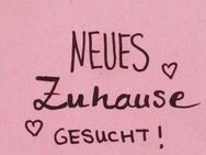 Suche Mietwohnung für solvente Kunde in Lebach und Umgebung - Wadgassen