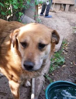 Coco - ältere Hündin mit viel Liebe - Rambin