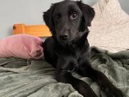 Nikita unsere kleine Schönheit.. - Hagen (Stadt der FernUniversität)