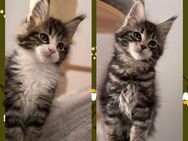 Tolle Maine Coon Kitten , Katzen Kater - Nürnberg
