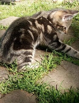 Maincoon-russischblau Mix Kätzchen Katerchen Wurf - Hamburg Hamburg-Nord