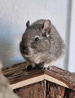 Degu Dame ca. 2,5 J sucht neues Zuhause - Blankenfelde-Mahlow