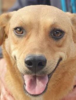 PAULA-zuckersüße, 4-jähr., Hündin, 46 cm - Rösrath