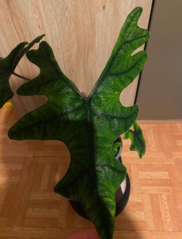 Große Alocasia Jacklyn - Köln