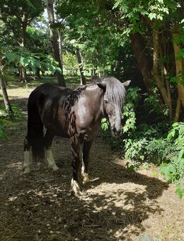 Vom Pony-kuscheln bis zum Waldritt - Oyten