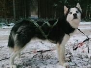 FELIX 2 ist liebenswert und freundlich - Hof