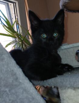Noch 1 xxl maine coon mix kitten schwarz grau Teddybärchen abholbereit - Bad Kissingen