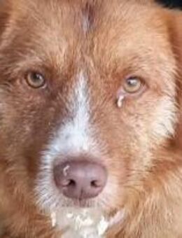 Janosch ist ein ruhigerBub 🐾 - Elsdorf (Nordrhein-Westfalen)