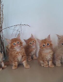Maine Coon Kitten - Kolitzheim