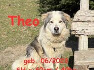 Theo, eine 2. Chance! (PS D-32699) - Rinteln