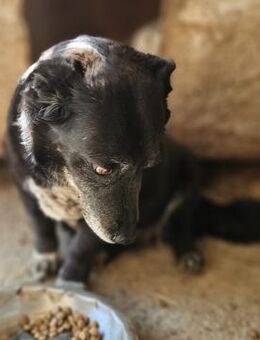 Bruno - GNADENBROTPLATZ gesucht - Weilheim (Oberbayern)