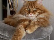 Maine Coon Deckkater mit Stammbaum - Würzburg