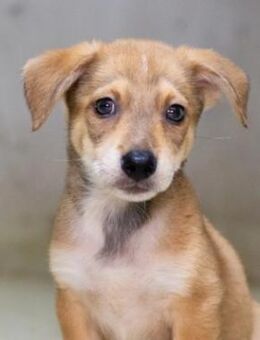 Zauberhafter, lieber Welpe Iovis - Kallmünz