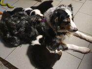 Australian shepherd Welpen - Marl (Nordrhein-Westfalen)