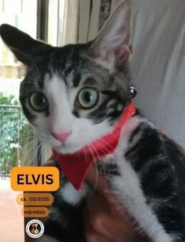 ELVIS, m., kastr., EKH, geb. 03/2025 - Sipplingen