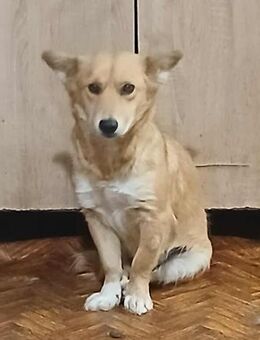 Kipekee - freundlich und verträglich - Westerholt