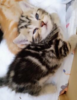 Wunderschönes Black Silver Tabby Mädchen ( Whiskas Katze - Troisdorf