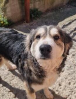 Luna Eine sanfte Seele - Eixen