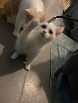 Kleine weiße bkh kitte mit panda Augen - Herne