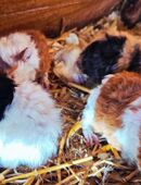 Meerschweinchen Lunkarya Babys in 74821