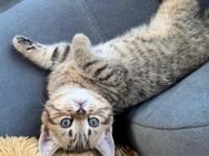Reinrassige Britisch Kurzhaar (BKH) Kitten abzugeben – geboren am 02.04.2025 - Berlin Charlottenburg-Wilmersdorf
