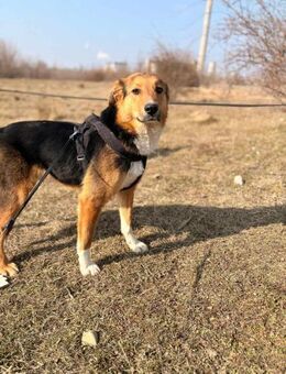 Iko braucht ein gutes neues Zuhause - Blankenheim (Nordrhein-Westfalen)