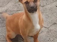 Nelly - zarte Fellnase sucht ihr Glück - Höchst (Odenwald)