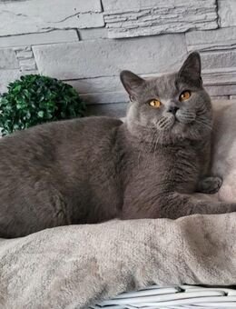 Deckkater bkh reinrassig - Düsseldorf