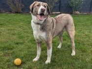 Treuer Stevie aus 47802 Krefeld sucht! - Krefeld