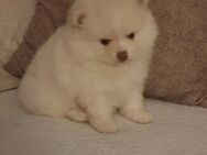 Ich verkaufe Pomerania - Leipzig