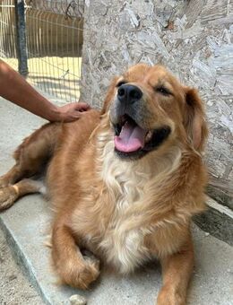 Teddy - treues Herz sucht Neuanfang - Idstein