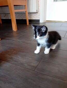 Süße kleine Katzen - Bremervörde