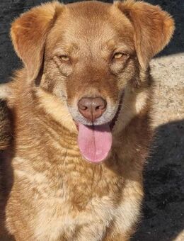 Hübsche JOY sucht liebes Zuhause - Neuberg