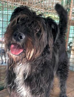 Pula - Knuffige Wuschelmaus - Obertshausen