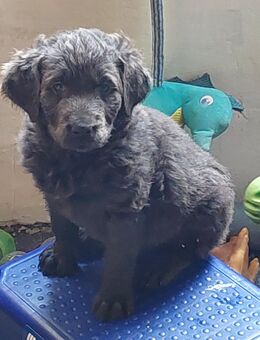 Labradoodle Welpe Süsser Knabe - Ilmenau