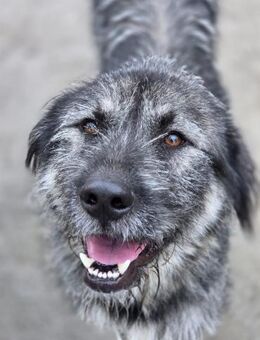 Thorr - freundlicher Bub sucht Zuhause - Ludwigshafen (Rhein)