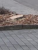 Baumwurzel fräsen in 67280