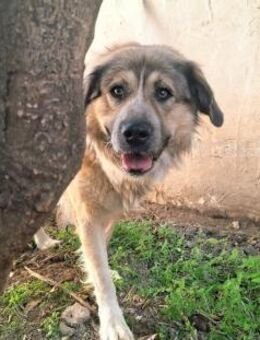 Tiger sucht sein Glück! - Krefeld