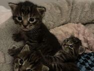 Zuckersüße Perser Mix Kitten - Augsburg