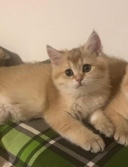 Reinrassige BKH-Kitten (black golden shaded & black golden tabby ticked) mit Stammbaum - Baden-Baden