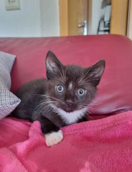Katzenbaby 16 Wochen Alt - Hemer