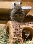 Einzelner Degu (weiblich, ca. 1,5 Jahre) zu vermitteln in 53721