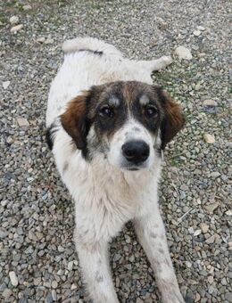 💖 Lola mit viel Herz💖 - Eislingen (Fils)