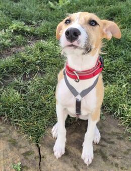 Lia - zauberhafte junge Hündin - Lenningen