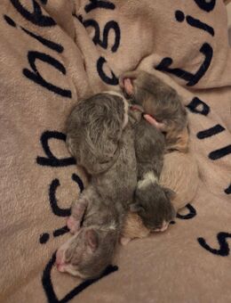 5 kleine Samtpfötchen suchen ihr Für-Immer-zuhause💕 - Breitenfelde